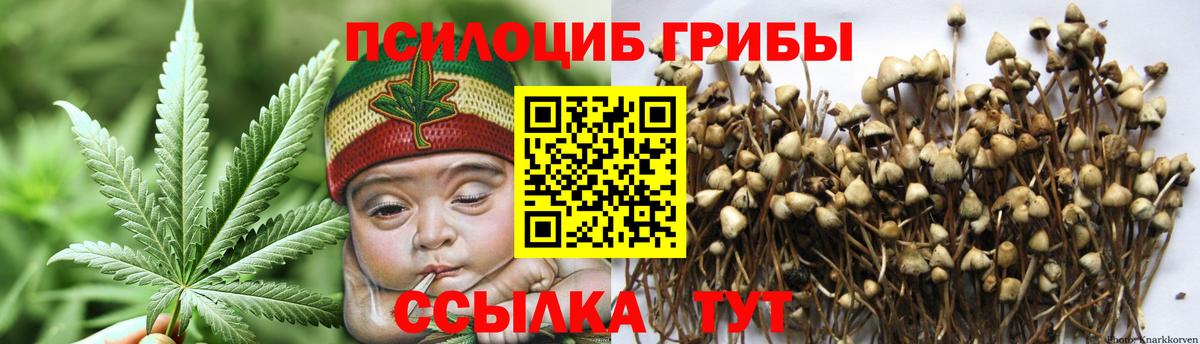 Псилоцибиновые грибы Psilocybe  Белая Калитва 